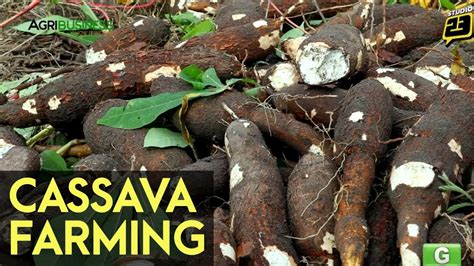 Cassava Price in Philippines .